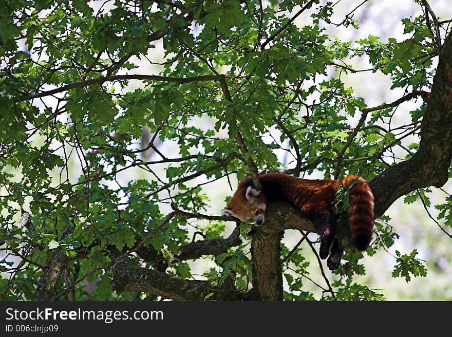 Red Panda (Ailurus fulgens) relaxing in the branches of a tree (he's not dead, honest, it was a hot day) soft focus. Red Panda (Ailurus fulgens) relaxing in the branches of a tree (he's not dead, honest, it was a hot day) soft focus.