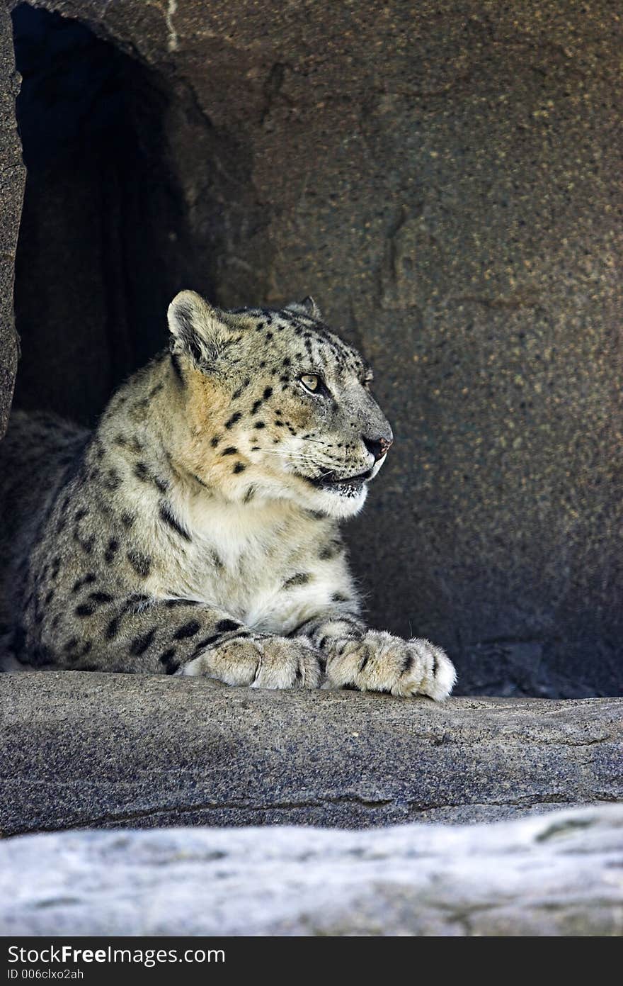 Snow leopard relaxing in his cave. Snow leopard relaxing in his cave.