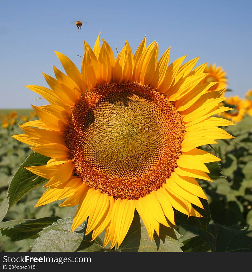 Sunflower on field