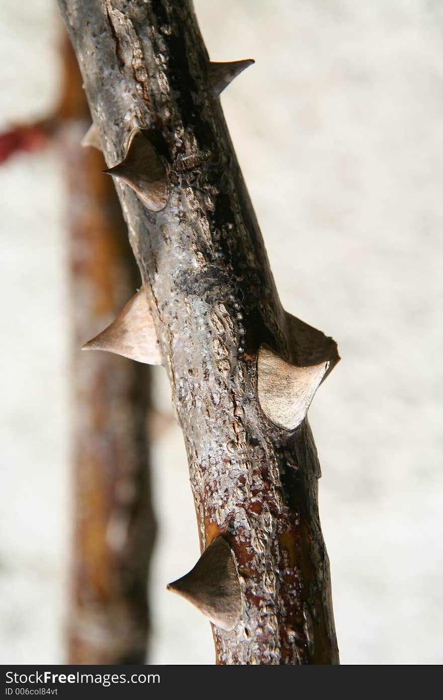 Torns on a rose bush. Torns on a rose bush