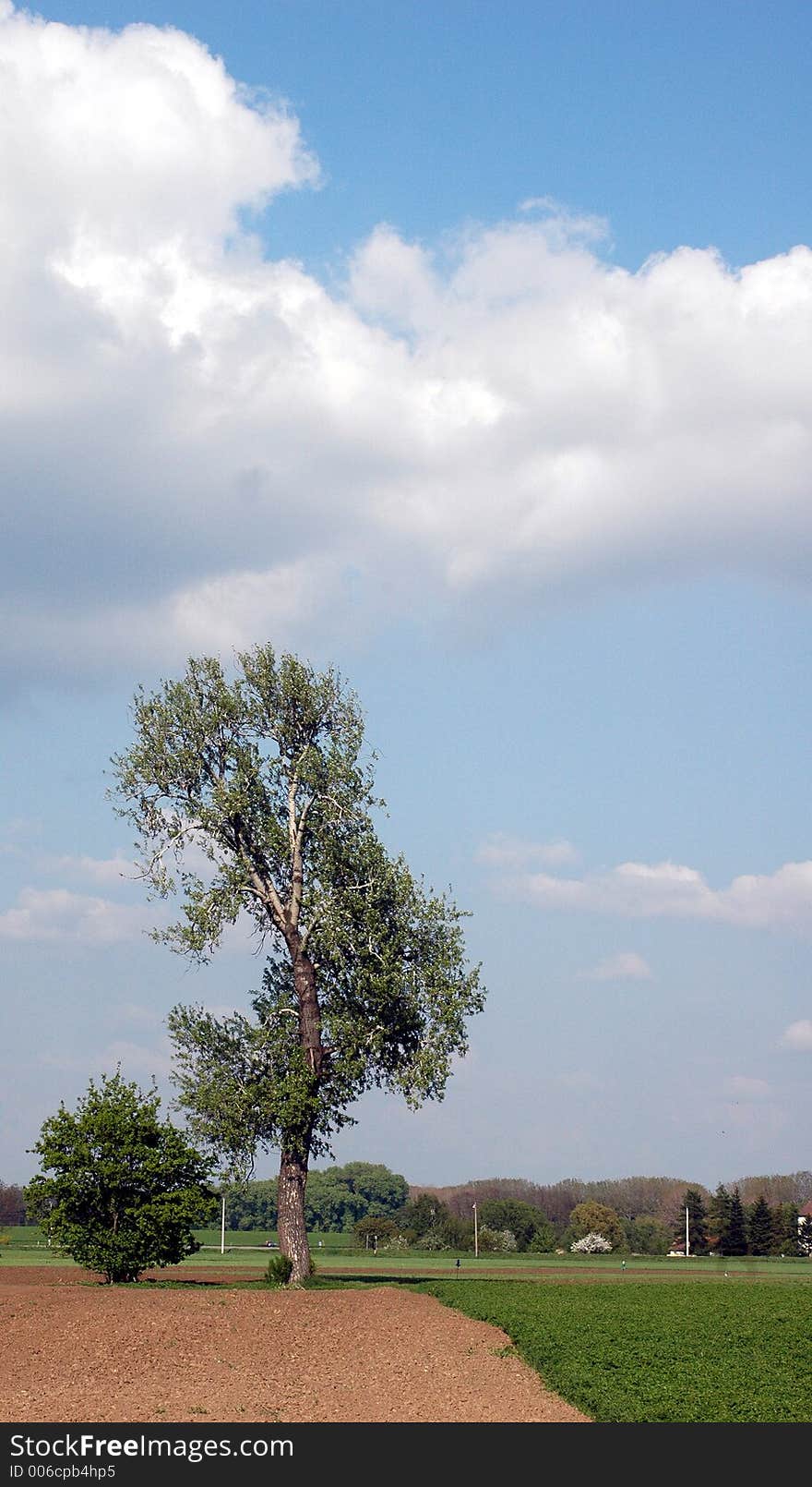 Old tree on filed