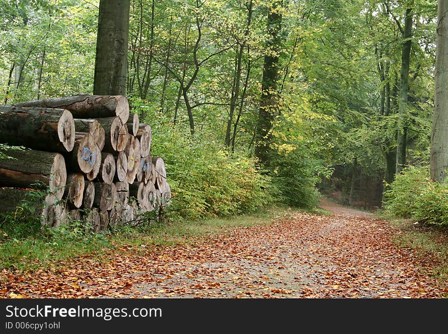 Forest , closeup on pine trees trunks