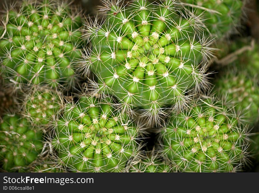 Microscopic view of cactuses