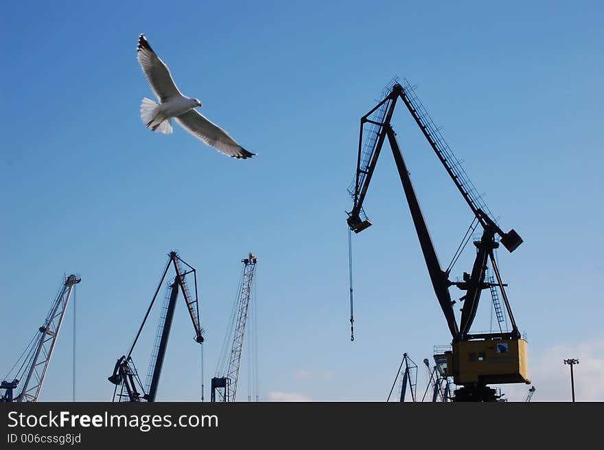 Gull and cranes