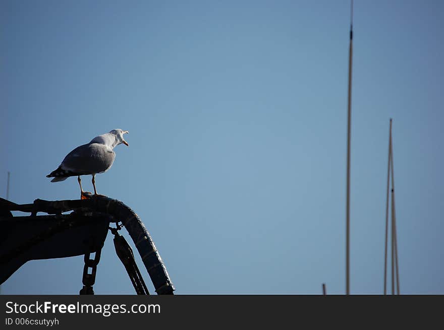 Gull watching in a boat