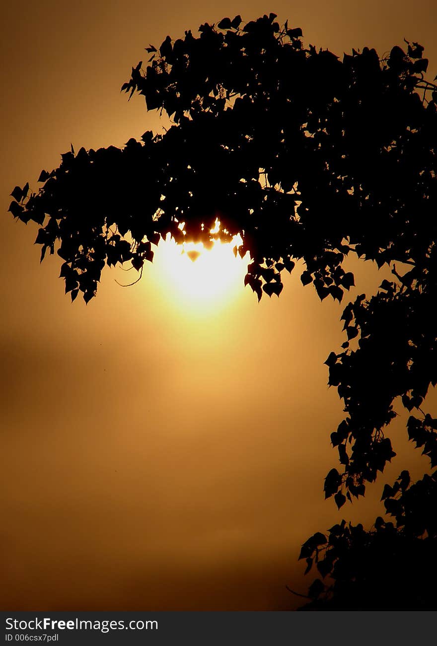 Tree silhouette. Tree silhouette