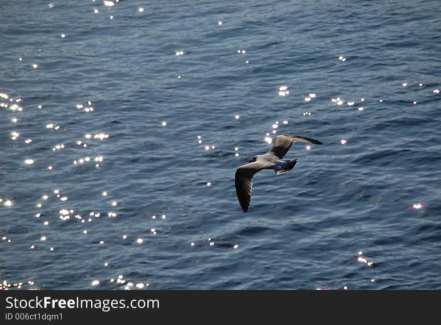 Gull flying in the sea