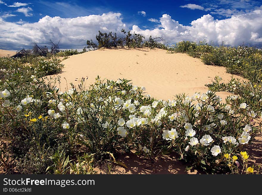 Desert Flowers