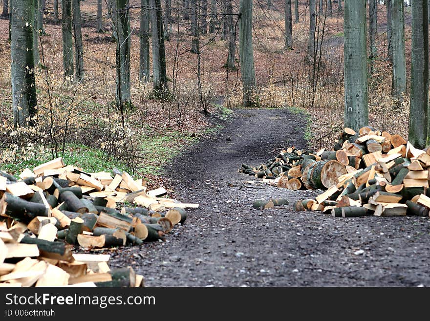 Path in the forest of rudeskov in denmark