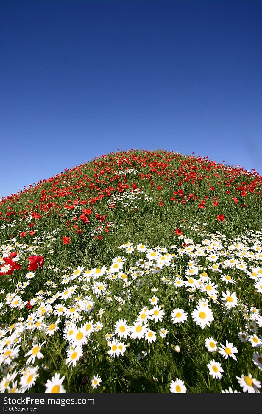 Poppies