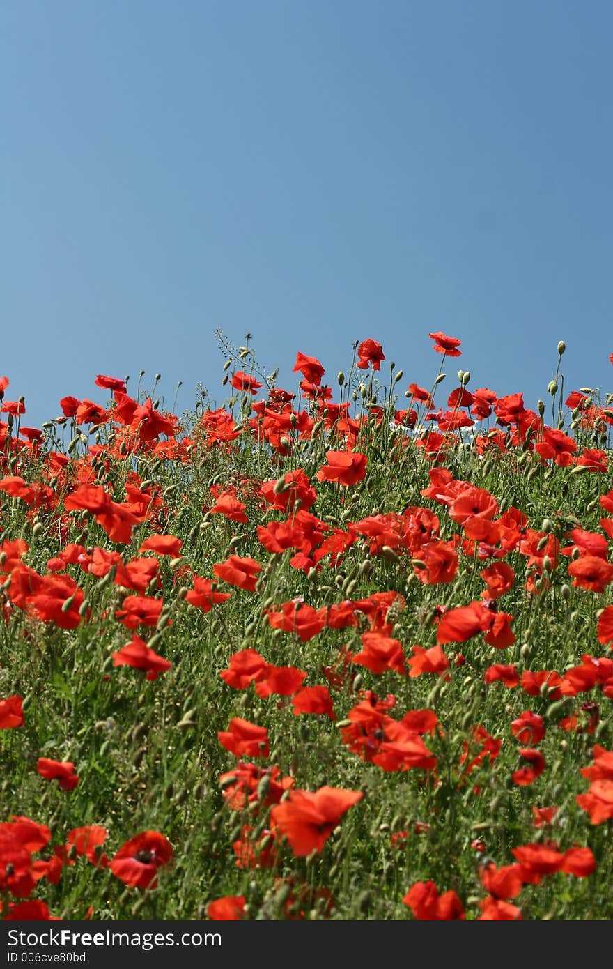 Poppies