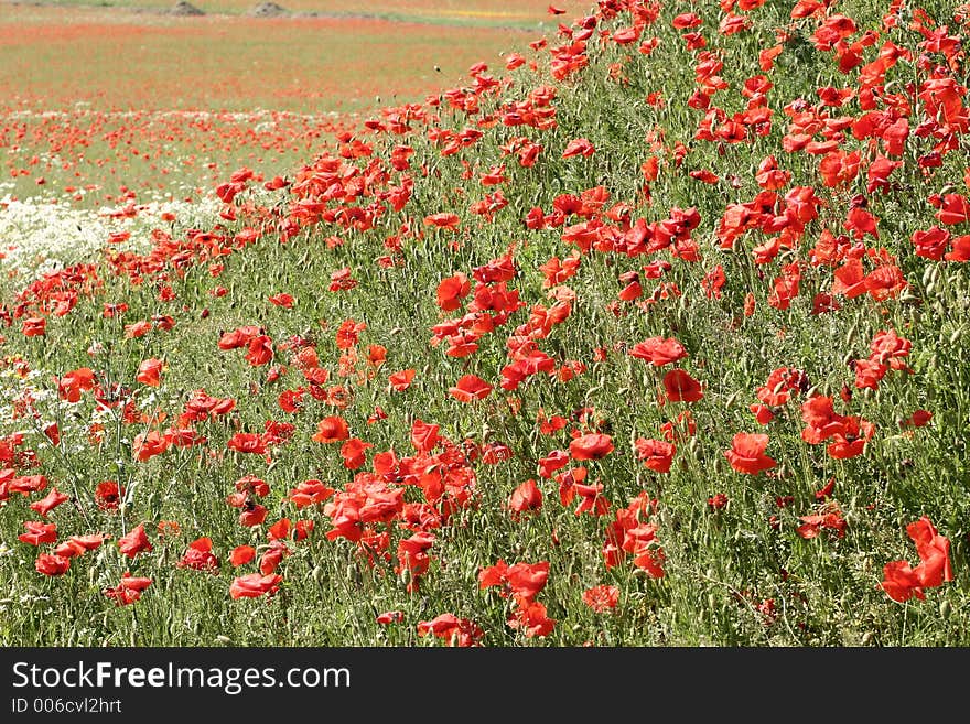 Poppies