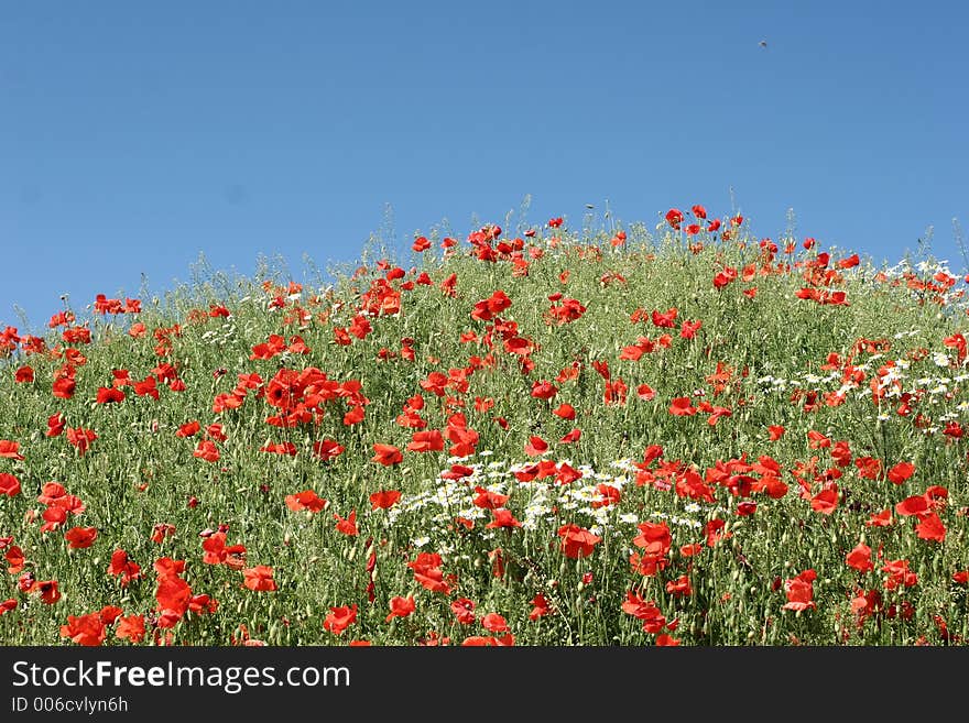 Poppies