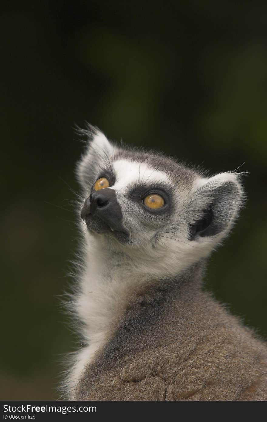 Watchful Ring-Tailed Lemur