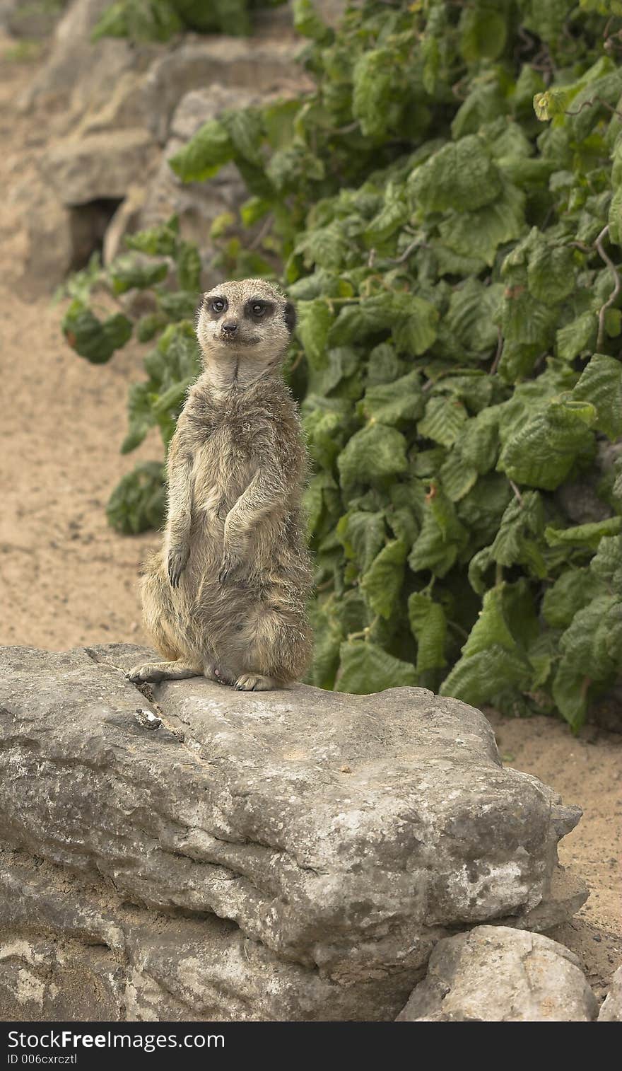 Meerkat