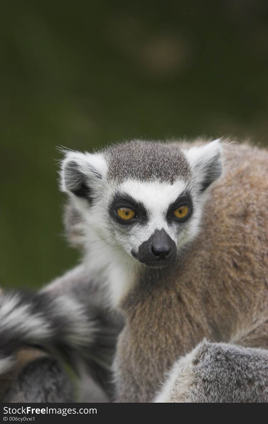 This image of a Ring-Tailed Lemur was captured at Dudley Zoo, England, UK.