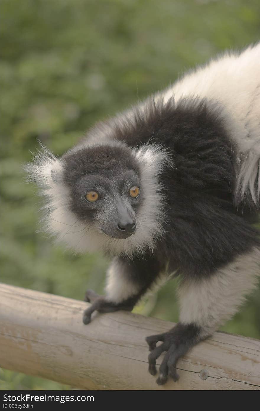 This image of a Black & White Ruffed Lemur was captured at Dudley Zoo, England, UK.