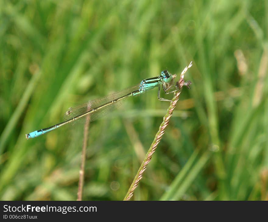 Dragonfly