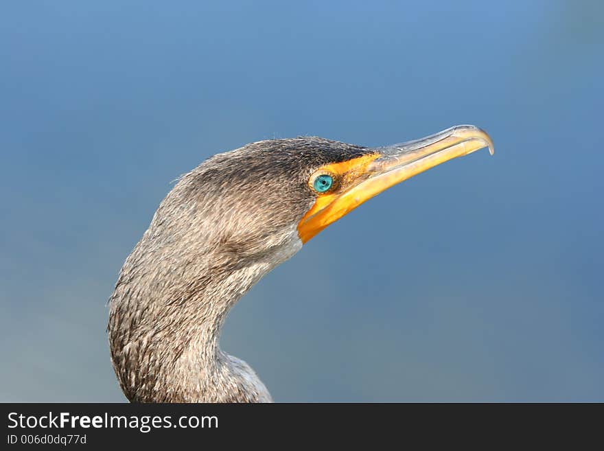 Anhinga with green eye