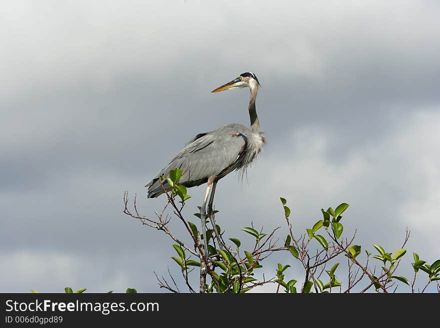 Great blue heron perched atop a tree in the Everglades.