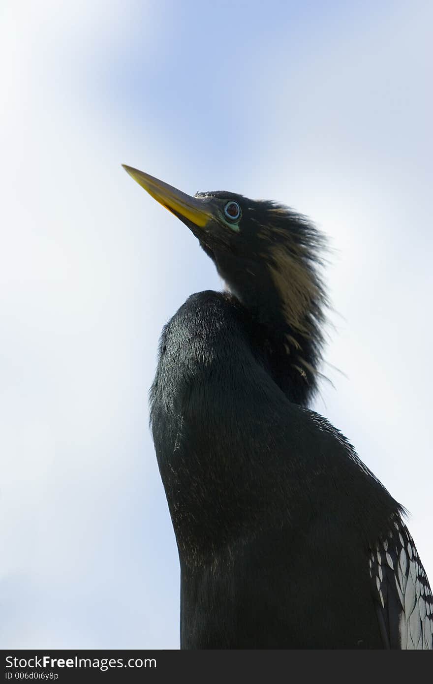 Anhinga Gazing Into The Sky