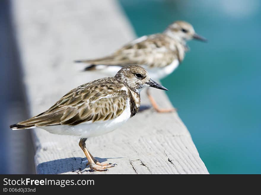 Two birds sitting on the railing of a pier by the ocean. Two birds sitting on the railing of a pier by the ocean.