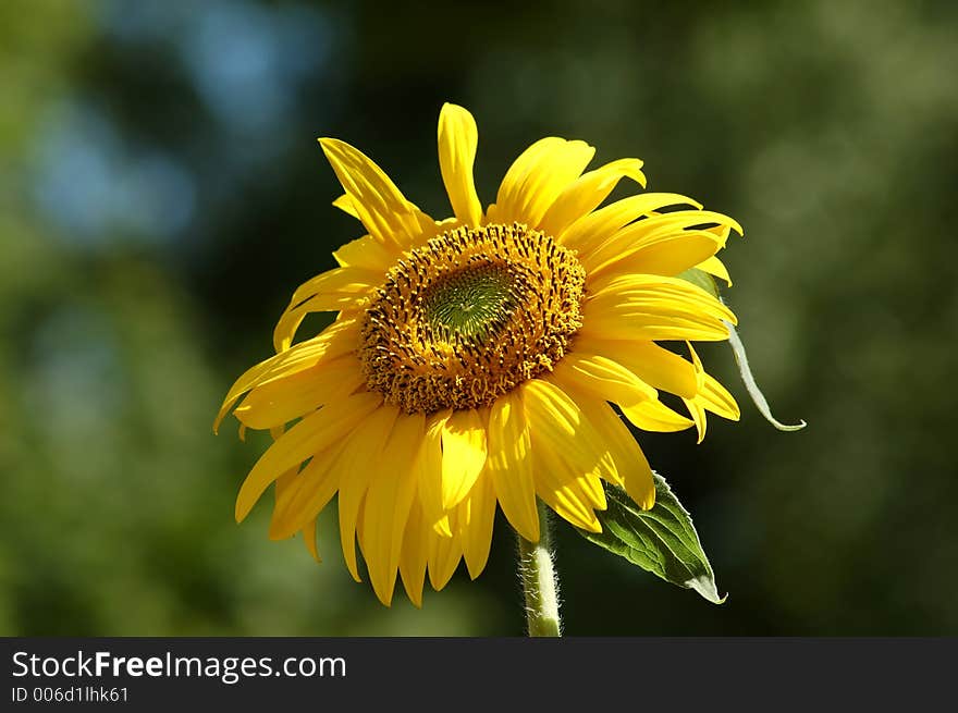 Sunflower