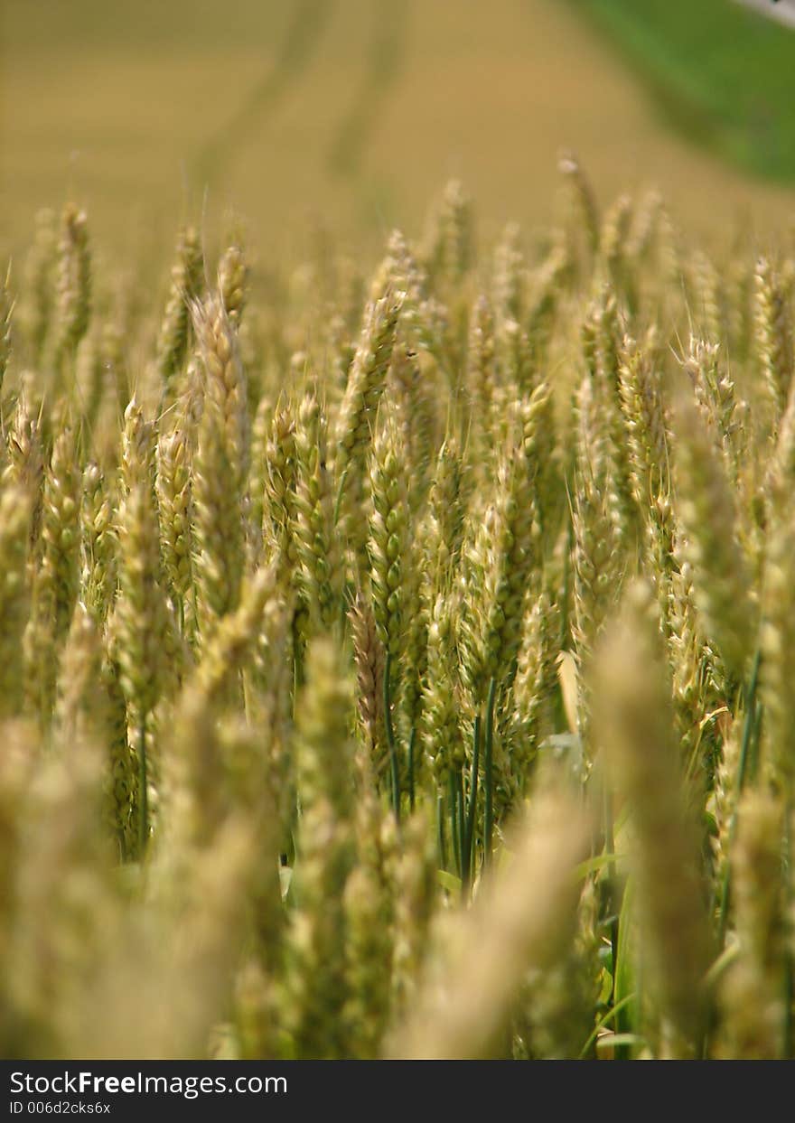 Wheat field