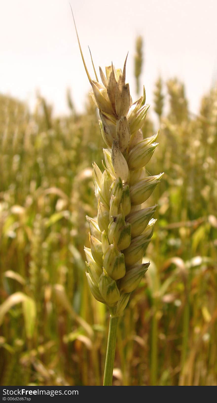 Wheat field