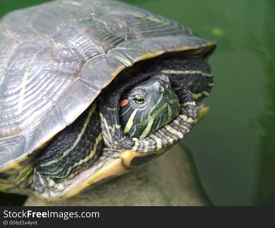 Turtle close-up