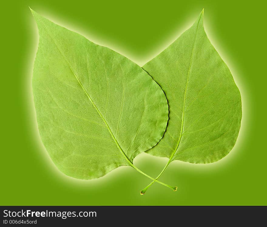 Two Leaves on green background with glow.