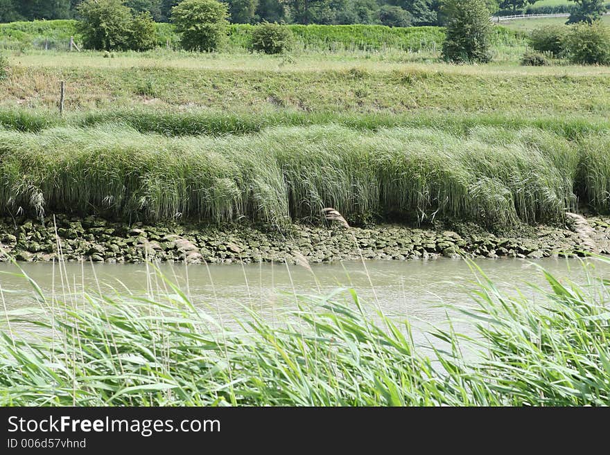 A tidal riverbank. A tidal riverbank