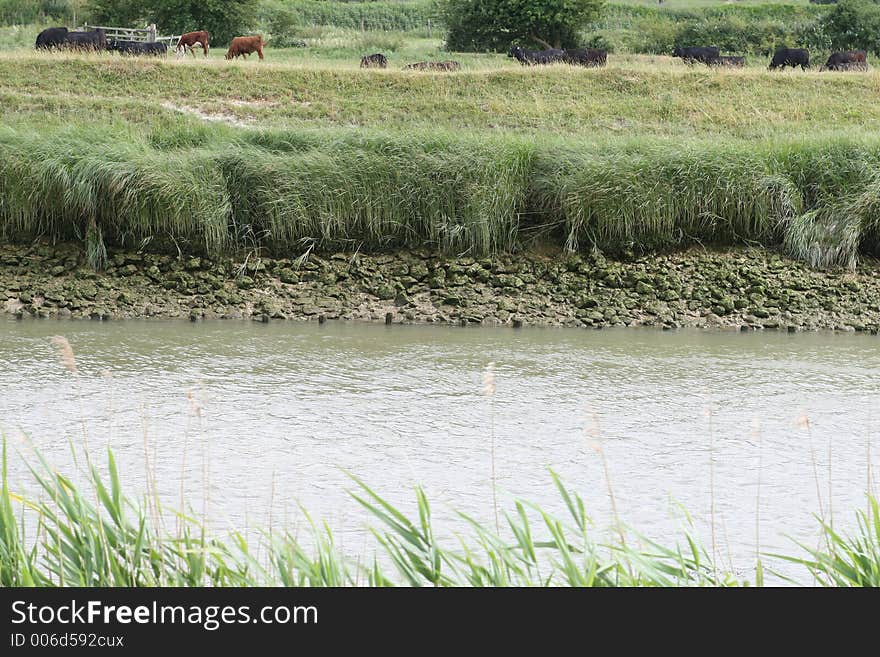 The bank of a tidal sea river on the coast. The bank of a tidal sea river on the coast