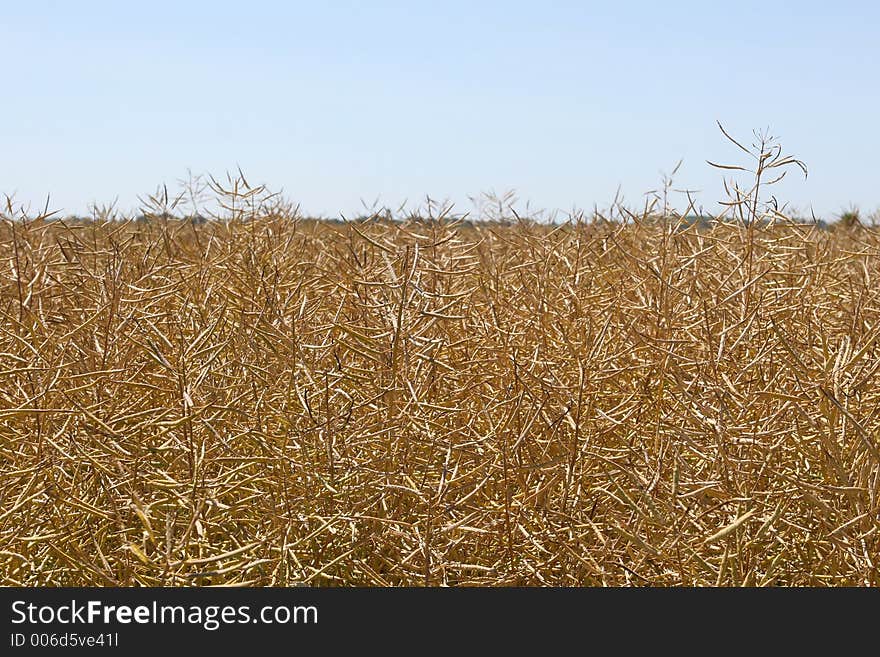 Golden corn field with copy space