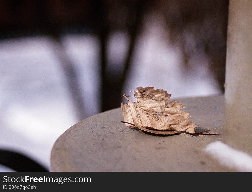 Withered autumn leaf layed on a lamp pole. Camera: Canon EOS 3000N Lens: Canon EF 28-80 f/3.5-5.6 Film: Fujicolor Superia 400 ISO Ligting: sunlight through clouds. Withered autumn leaf layed on a lamp pole. Camera: Canon EOS 3000N Lens: Canon EF 28-80 f/3.5-5.6 Film: Fujicolor Superia 400 ISO Ligting: sunlight through clouds