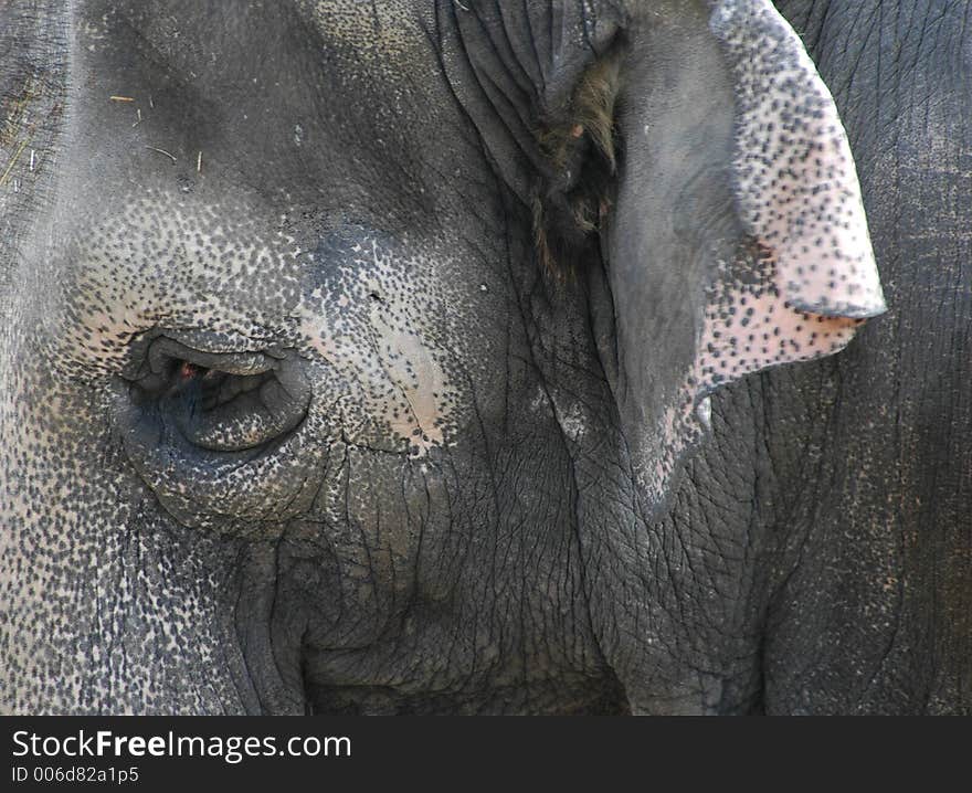 Elephant on the move.