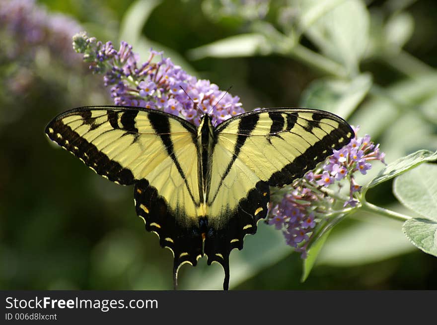 Another butterfly feeding on a butterfly bush. Another butterfly feeding on a butterfly bush