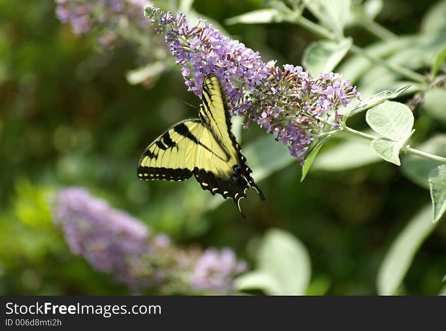 Another butterfly  feeding on a butterfly bush. Another butterfly  feeding on a butterfly bush