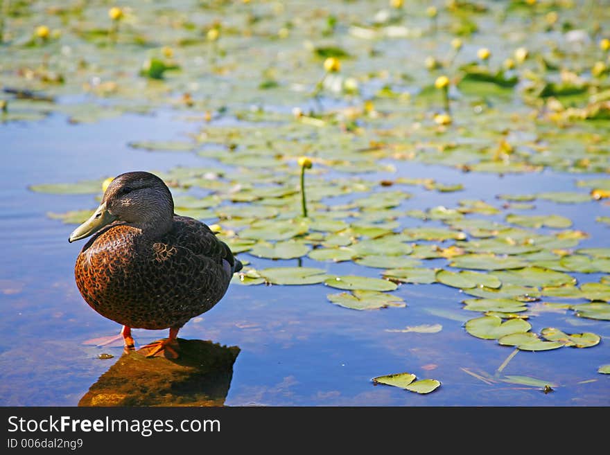 Duck in shallow waters with lily pads