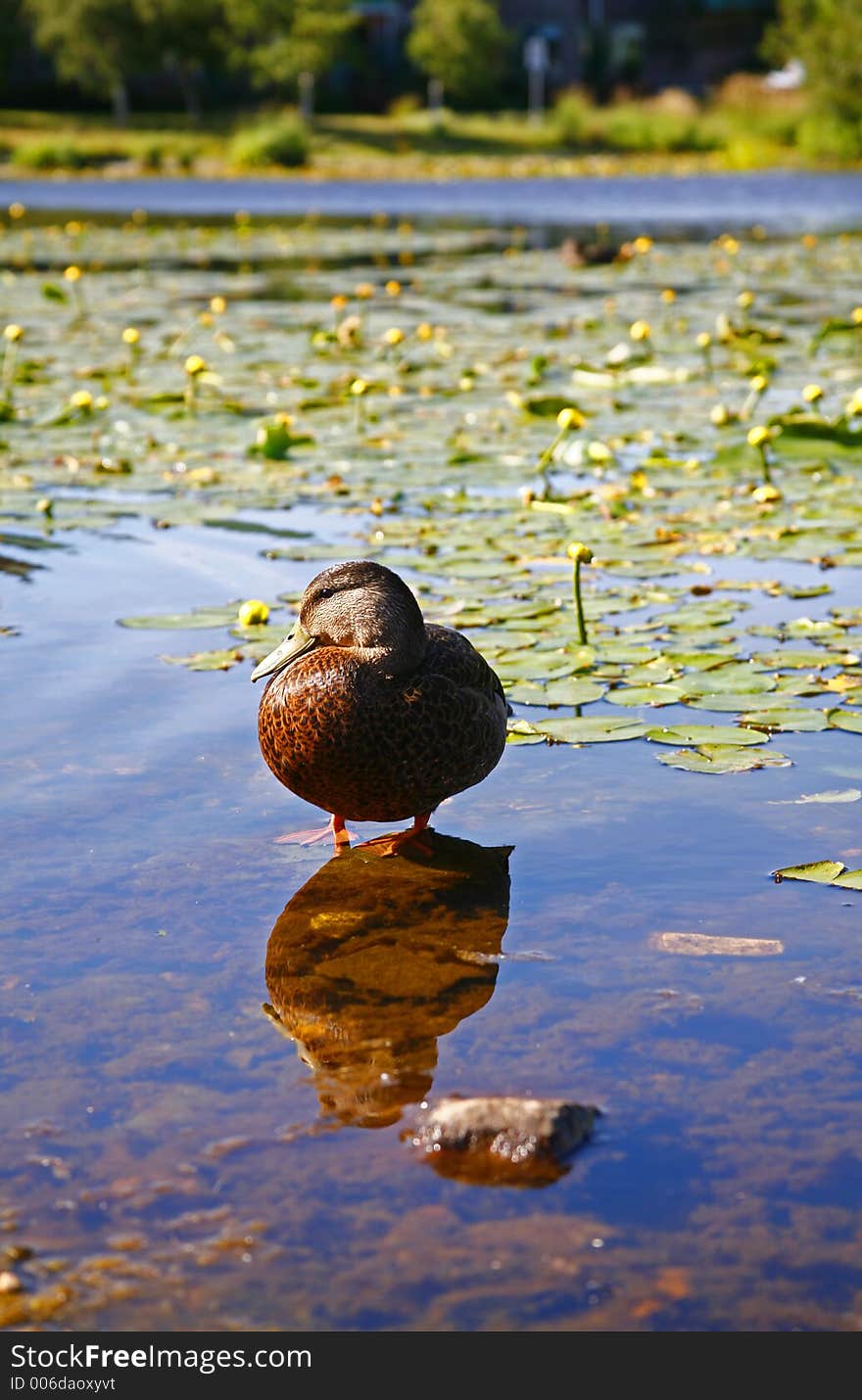 Duck standing in shallow waters. Duck standing in shallow waters