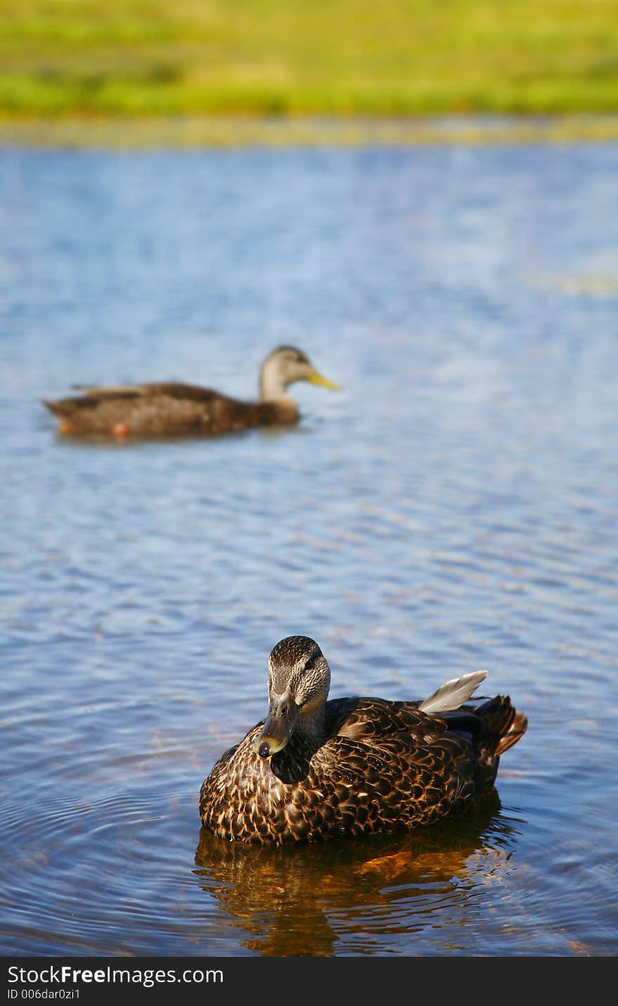 Duck in forground, other duck blurred in background. Duck in forground, other duck blurred in background