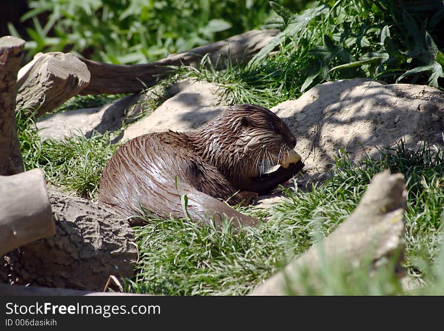 A single Otter feeding. A single Otter feeding