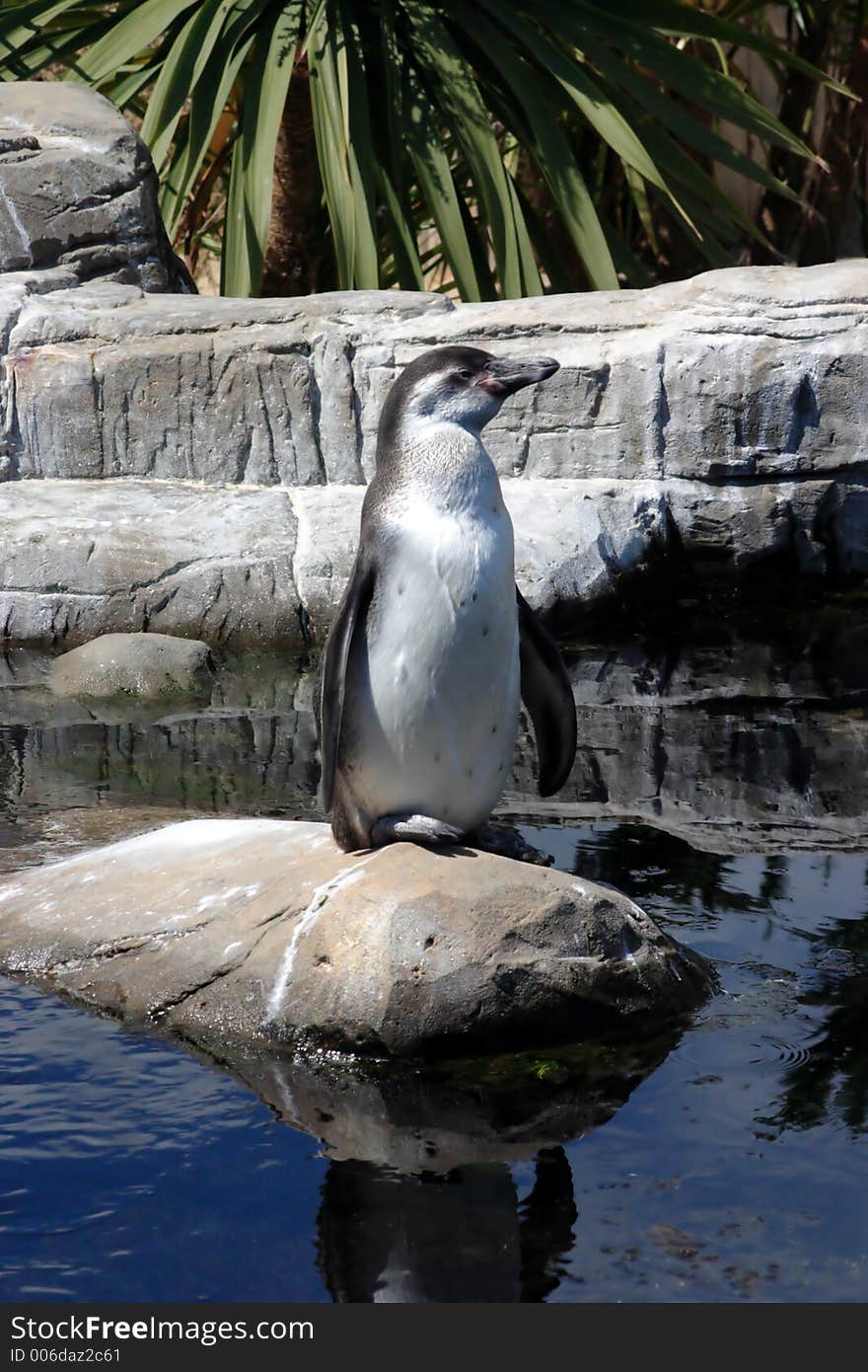 Single Penguin alone on his rock