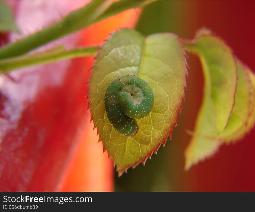 Caterpillar on leaf