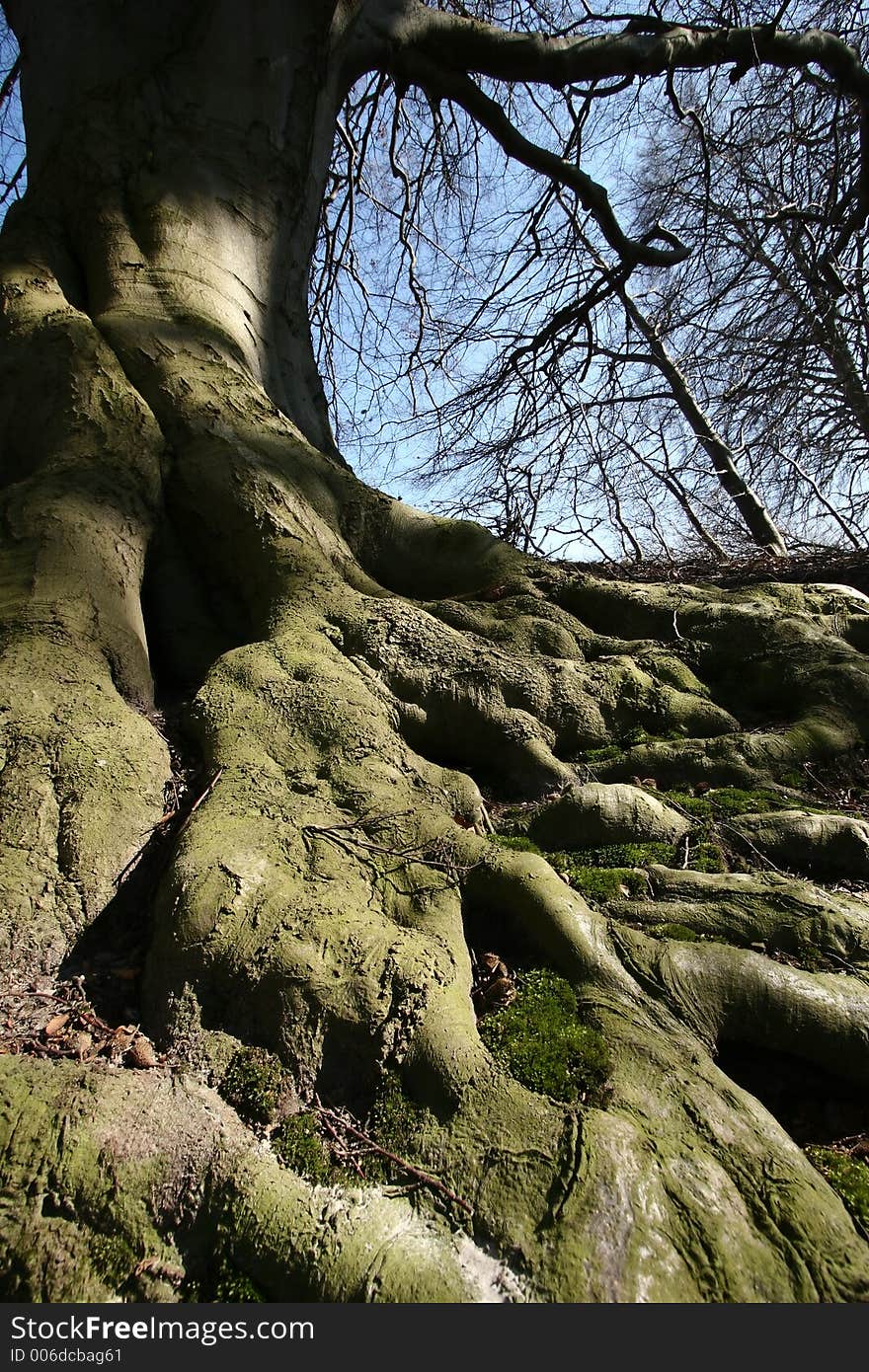 Forest , closeup on roots