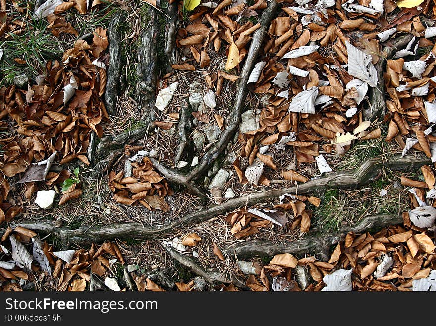 Forest , closeup on  roots