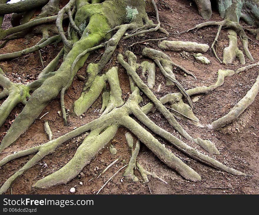 Forest , closeup on roots