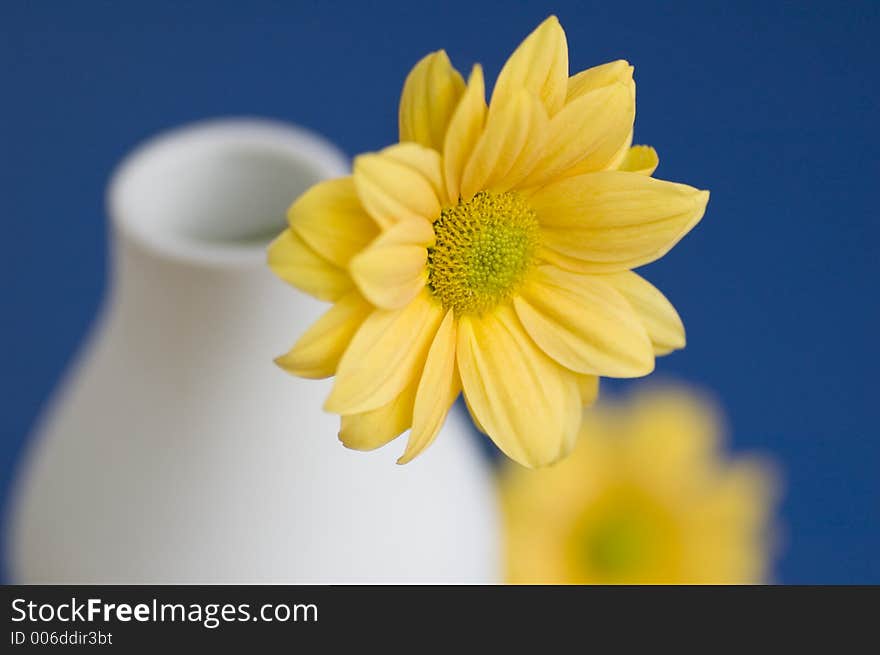 Yellow daisy solid colour background