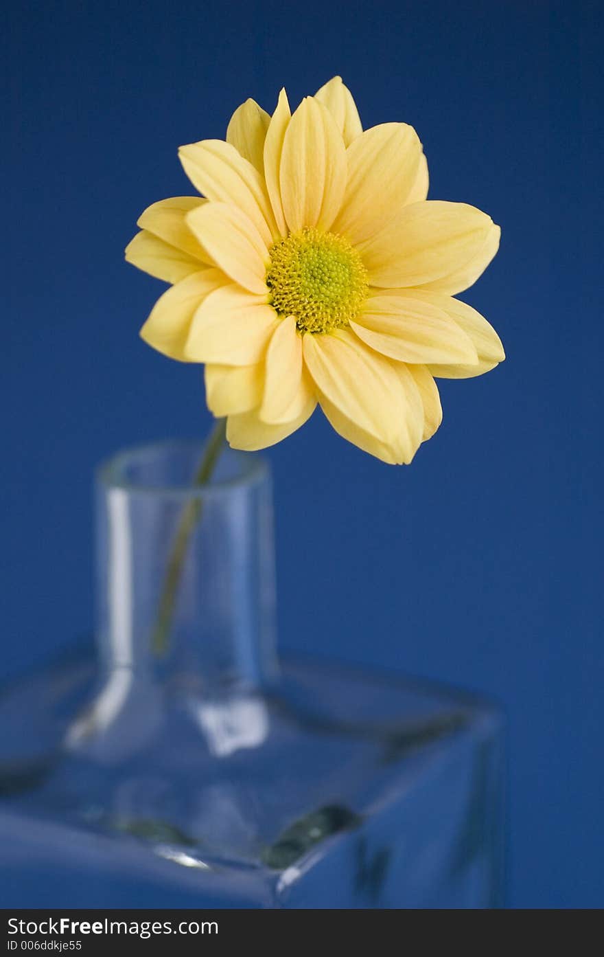 Yellow daisy solid colour background