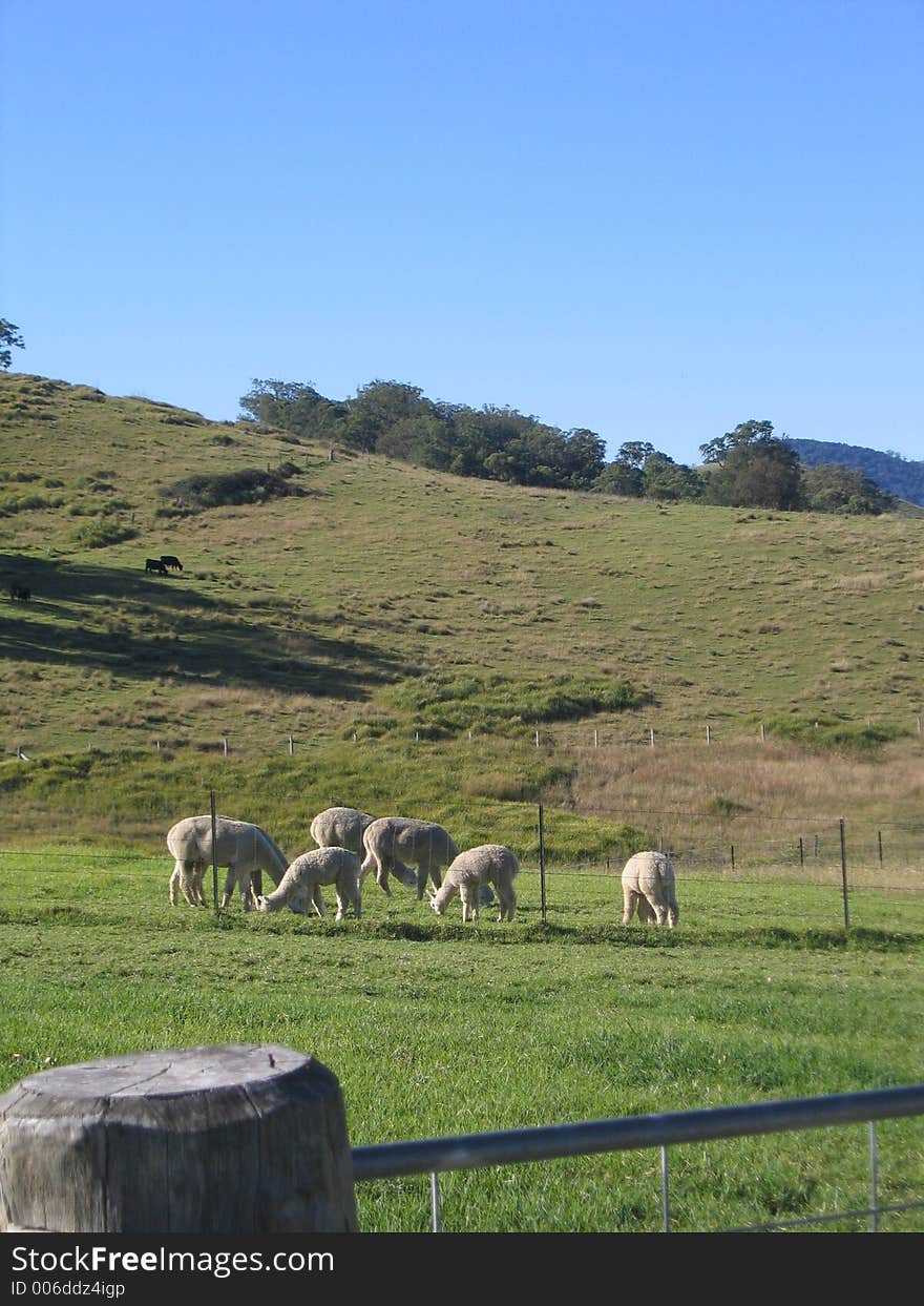 White Alpacas grazing in paddock atteh bottom of a hill on Sunny day. White Alpacas grazing in paddock atteh bottom of a hill on Sunny day